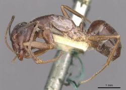 Camponotus thraso casent0910119 p 1 high.jpg