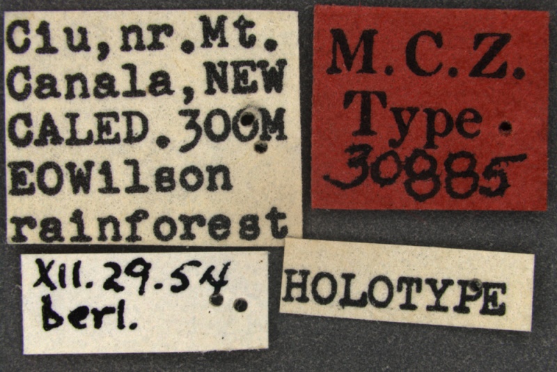 File:Eurhopalothrix-caledonica-Holotype-MCZ001Label.jpg