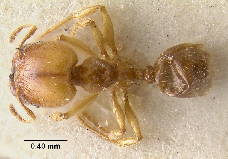 File:MCZ-ENT00020731 Pheidole subarmata var nassovensis had.jpg