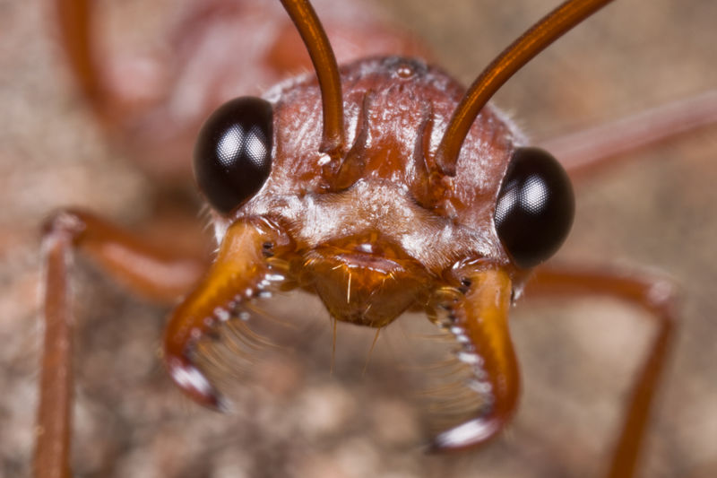 File:Myrmecia gratiosa, Martin, Western Australia, Farhan Bokhari(1).jpg