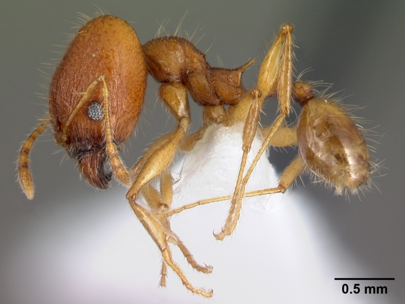 File:Pheidole epiphyta casent0608905 p 1 high.jpg