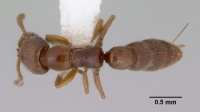 Stigmatomma exiguum top view