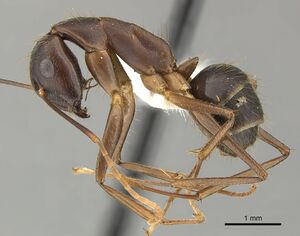 Camponotus picipes jtlc000001697 p 1 high.jpg