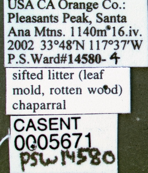 File:Crematogaster mormonum casent0005671 label 1.jpg