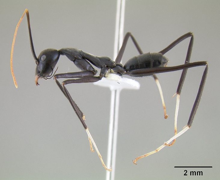 File:Leptomyrmex unicolor casent0127081 profile 2.jpg