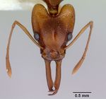 Orectognathus antennatus casent0172360 head 1.jpg