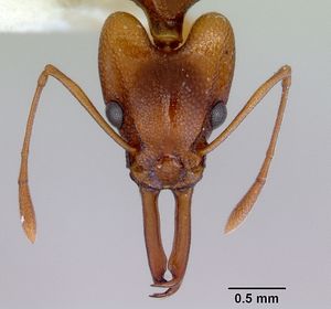 Orectognathus antennatus casent0172360 head 1.jpg