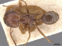 Pheidole durionei casent0913475 d 1 high.jpg