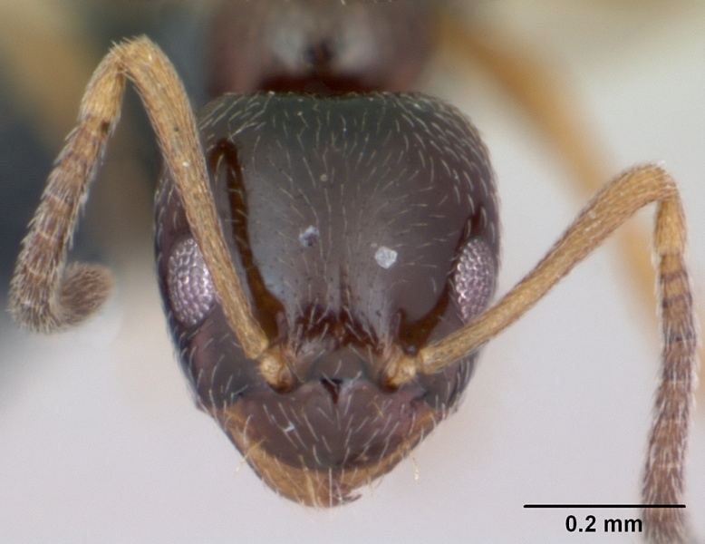 File:Plagiolepis pygmaea casent0173129 head 1.jpg