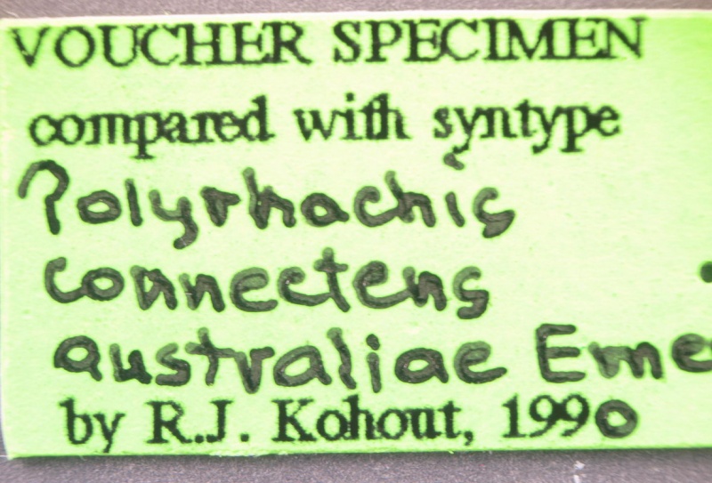 File:Polyrhachis andromache label1 Antwiki.jpg