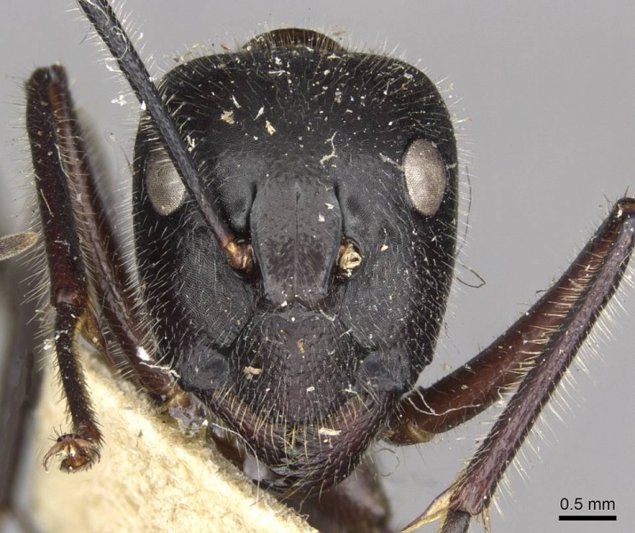 File:Camponotus molossus casent0910411 h 1 high.jpg