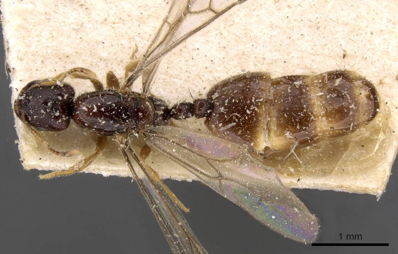 File:Carebara oertzeni casent0908911 d 1 high.jpg