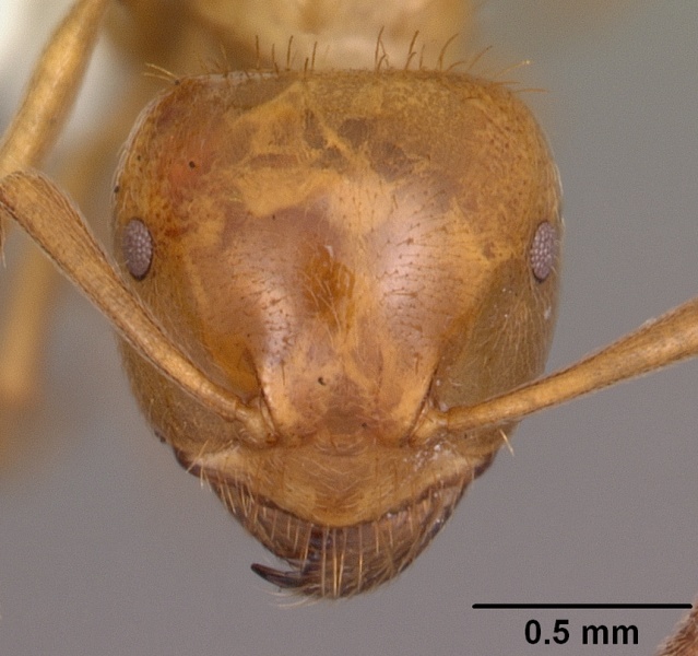 File:Lasius claviger casent0103541 head 1.jpg