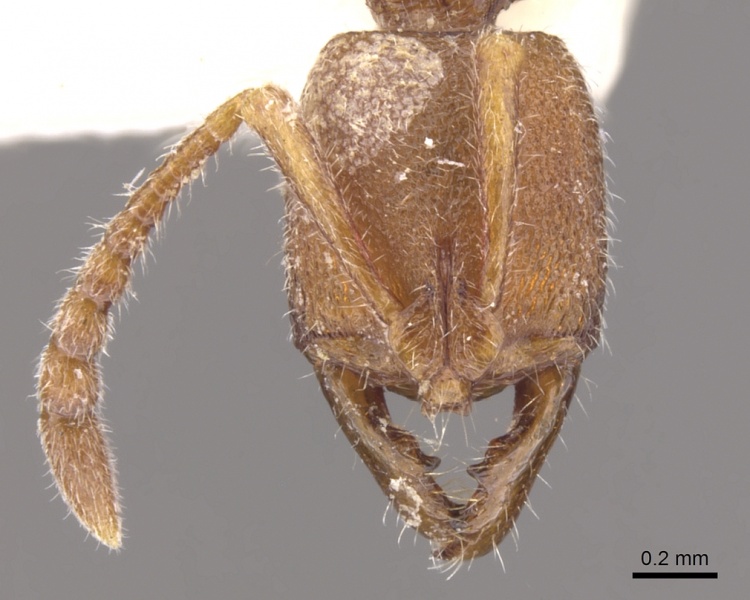 File:Myopias nops casent0902527 h 1 high.jpg