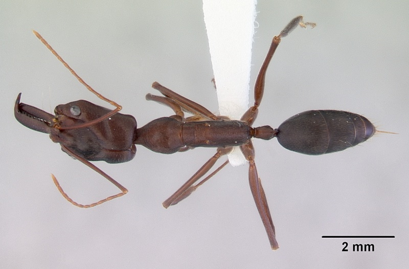 File:Odontomachus cephalotes casent0172403 dorsal 1.jpg