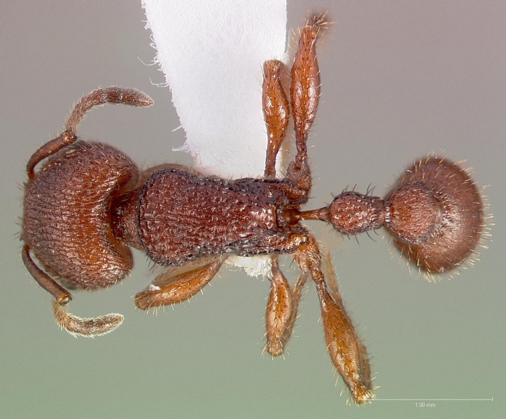 File:Pogonomyrmex imberbiculus casent0005713 dorsal 1.jpg