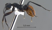 Polyrhachis-tristis-lateral-am-lg.jpg