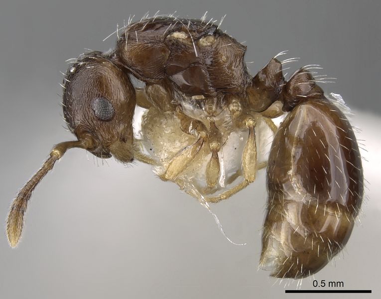 File:Temnothorax corsicus casent0281809 p 1 high.jpg