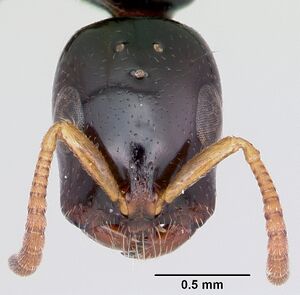 Tetraponera allaborans casent0103238 head 1.jpg