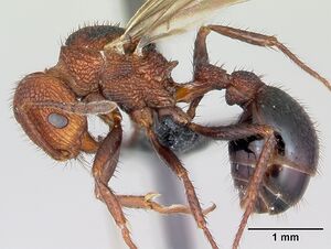 Pogonomyrmex naegelii casent0172678 profile 1.jpg