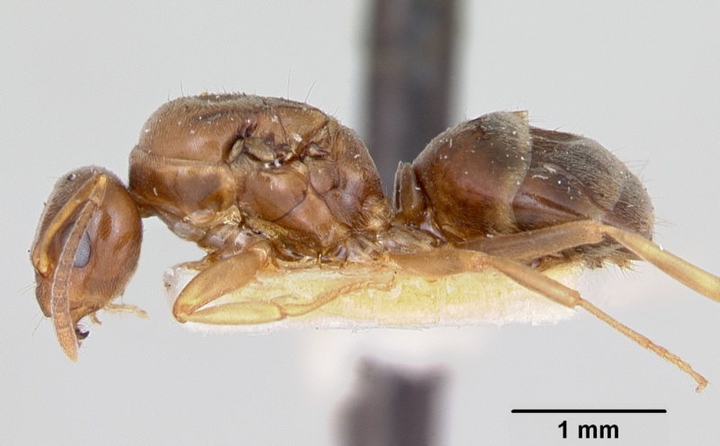 File:Prolasius advenus casent0172948 profile 1.jpg