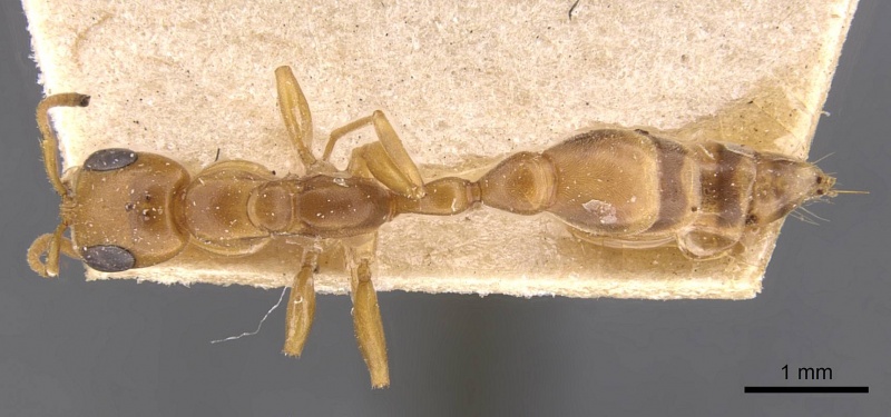 File:Pseudomyrmex longus casent0907525 d 1 high.jpg