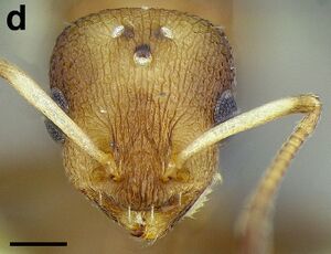 Temnothorax leucacanthus MCZENT00577109 F105 d.jpg