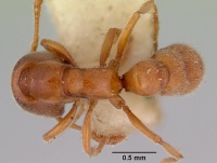 Stigmatomma lucidum top view