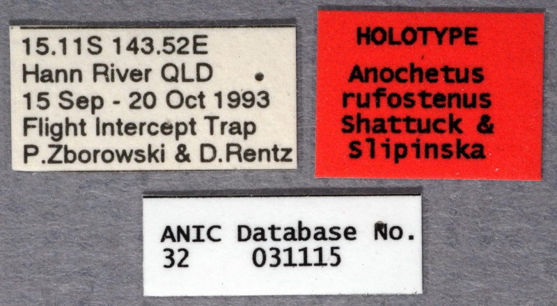 File:Anochetus rufostenus ANIC32-031115 labels-AntWiki.JPG