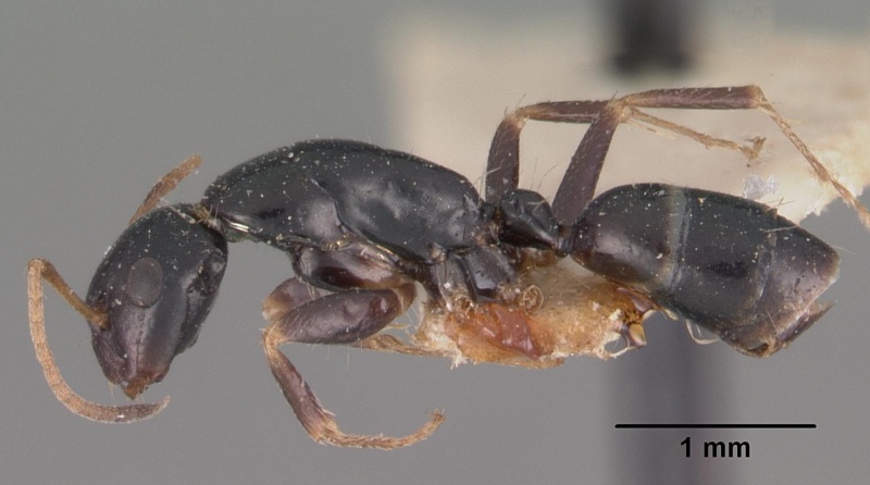 File:Camponotus repens casent0102439 profile 1.jpg