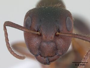Camponotus sexguttatus casent0173451 head 1.jpg