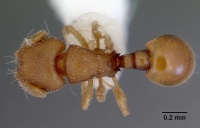 Mayriella abstinens casent0172349 dorsal 1.jpg