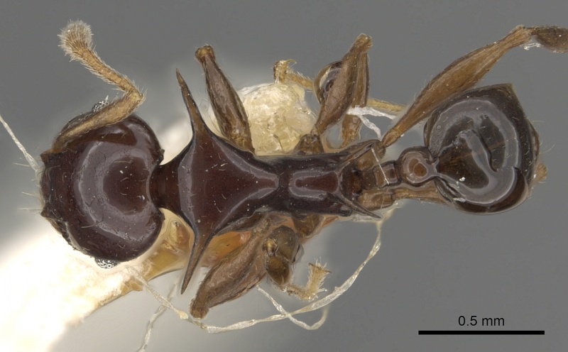 File:Pheidole elegans casent0901326 d 1 high.jpg