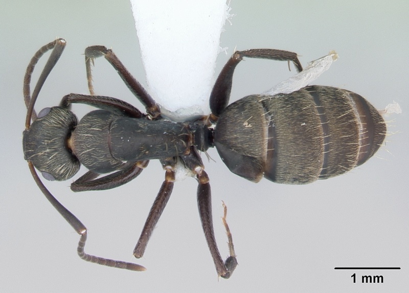 File:Camponotus novogranadensis casent0173434 dorsal 1.jpg