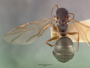 Camponotus planus castype00460-03 dorsal 1.jpg