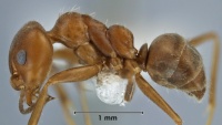 Iridomyrmex chasei side view