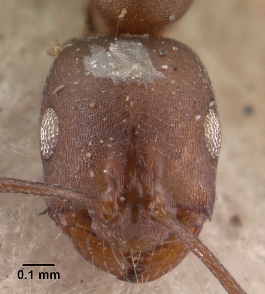 File:Monomorium subopacum casent0010950 head 1.jpg