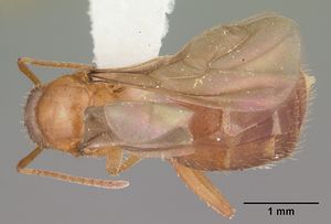 Paratrechina phantasma casent0104242 dorsal 1.jpg