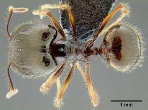 Pheidole colaensis casent0171103 d 1 high.jpg