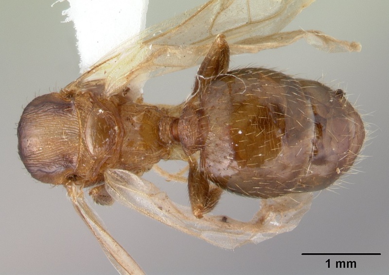 File:Pheidole oceanica casent0178431 d 1 high.jpg