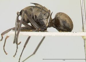 Polyrhachis similis focol0445 p 1 high.jpg