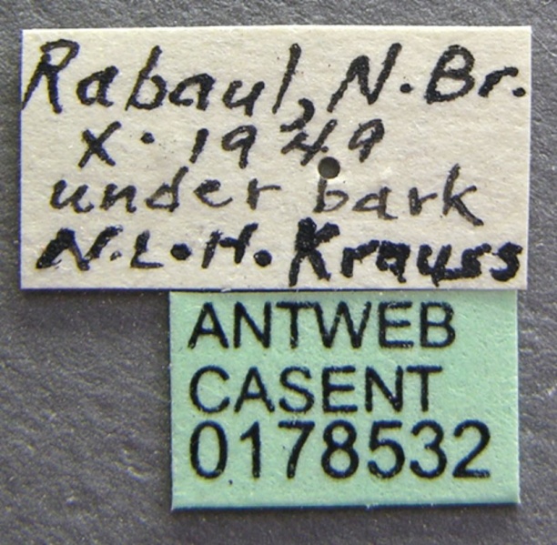 File:Rhopalomastix rothneyi casent0178532 label 1.jpg