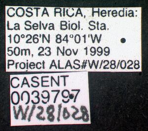 Wasmannia auropunctata casent0039797 label 1.jpg