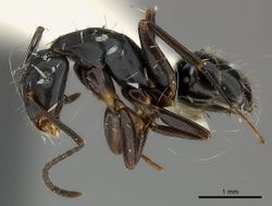 Camponotus darlingtoni casent0217640 p 1 high.jpg