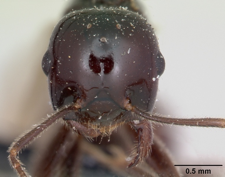 File:Crematogaster emmae casent0101664 head 1.jpg