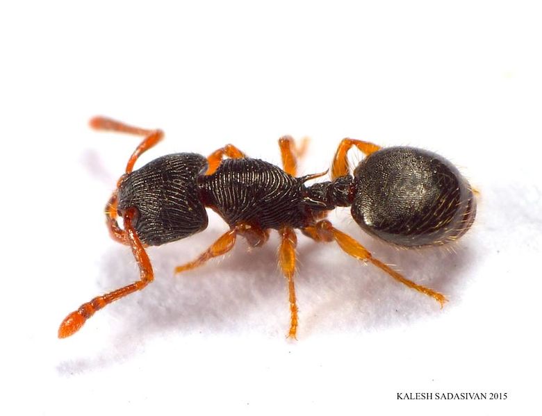 File:Myrmecina vidyae.jpg