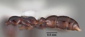 Onychomyrmex hedleyi casent0102177 profile 1.jpg