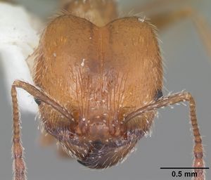 Pheidole dentata casent0103882 head 1.jpg