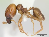 Pheidole vigilans casent0172951 profile 1.jpg