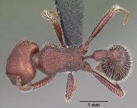 Pogonomyrmex uruguayensis casent0103053 dorsal 1.jpg